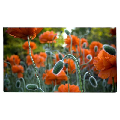 LM270WR8-SSC1 27.0 inch LCD Panel 3840 * 2160 màn hình LCD