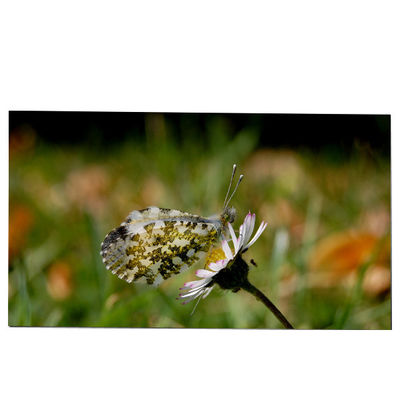 Giá tốt. LM270WQB-SSA1 27.0 inch LCD Screen Module 2K 240hz IPS cho AW2721D trực tuyến