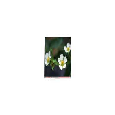 Giá tốt. PP055IA-09B 1440*2560 5,5 inch 16.7M màn hình LCD trực tuyến