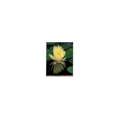 Giá tốt. 1080*1920 PP060IC-01D 6.0 inch 1000: 1 Màn hình LCD trực tuyến